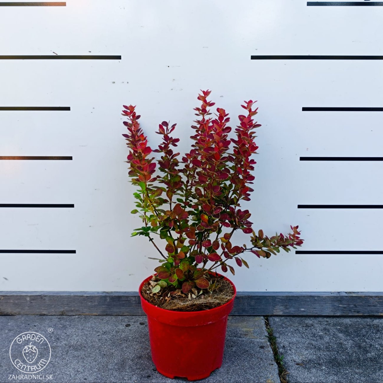 Obrázok Dráč thunbergov (Berberis thunbergii) ´ORANGE SUNRISE®´ - výška 30-40 cm, kont. C2L